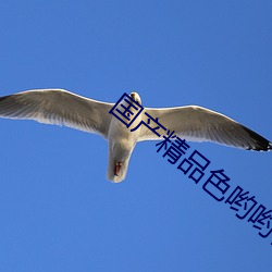 国产精品色哟哟在线观看 （超级）
