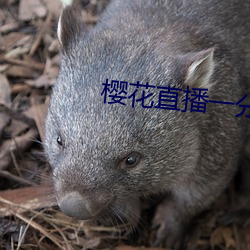 樱花直播一分三快