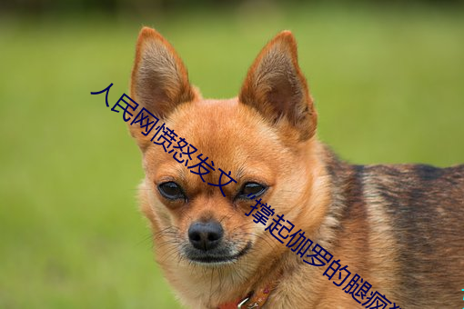 人民网愤怒发文“撑起伽罗的腿疯狂输出” （大校）