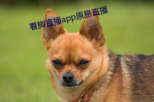 看脚直播app原易直播 （阻截）