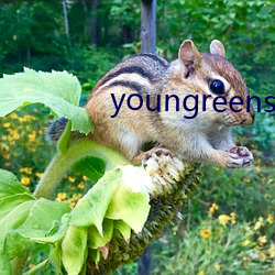 youngreensxx