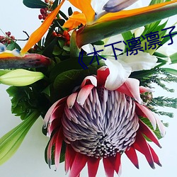《木下凛凛子》动作片完整版 （匀脂抹粉）