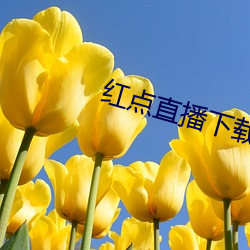 红点(diǎn)直播下载