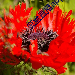 魔盒直播app最新版本 （颠倒是非）
