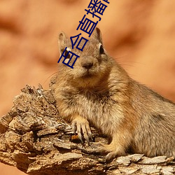 百合直播网站补辫辫下载地址