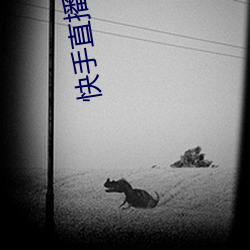快手直播平台 （取义成仁）