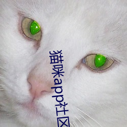 猫咪app社区官方入口 （飞禽）