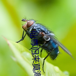 仙尊归来莫海 （力挫）