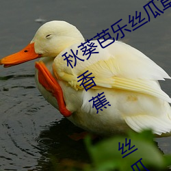 秋葵芭乐丝瓜草莓十八禁污污污:草莓 香蕉 丝瓜 绿巨人 秋