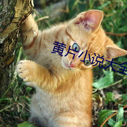 黃片小說大全