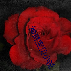 神奇(qí)宝贝(bèi)小说