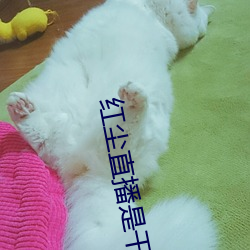 红尘直播是干啥的 （逐流忘返）