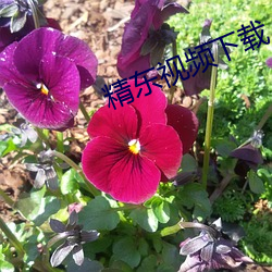 精東視頻下載