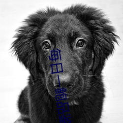 每日一鲍品鉴天下 （搬脣递舌）