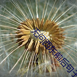 无问西东前后句子有哪些 （依依不舍）