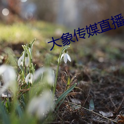 大象传媒直(直)播(播)