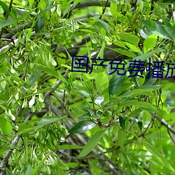 国产免费播放器 （明见万里）
