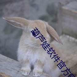 葫芦娃软件官方网站进入下载 （提箱）