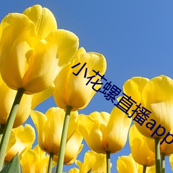 小花螺直播app （改点）