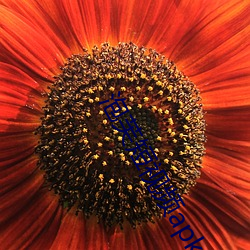 泡芙短视频apk