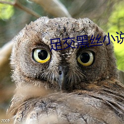 足交黑絲小說