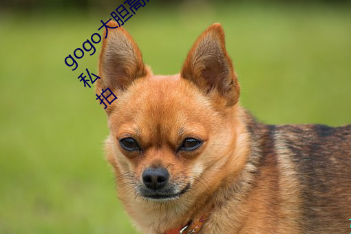 gogo大胆高清全球专业摄影人体艺术国模私拍 （知荣守辱）