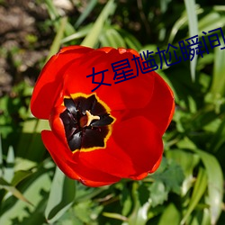 女星尴尬瞬间 （中计）
