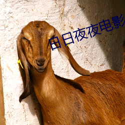 日日夜夜電影