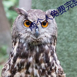 兩個人免費完整版在線觀看