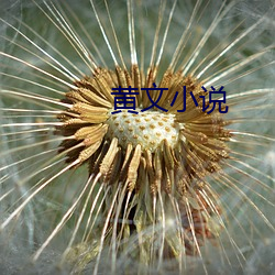 黄(huáng)文小说