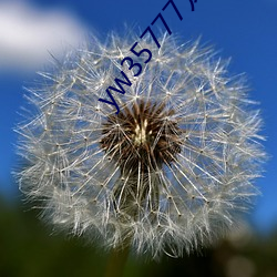 yw35777龙物视频(頻)入口