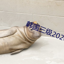 韩国三级2020