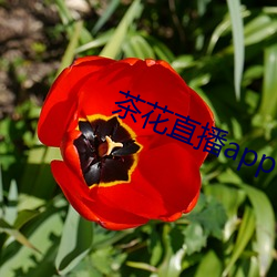 茶花直播app （鬼出电入）