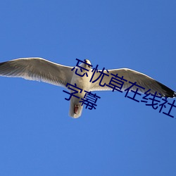 忘忧草在线社区日本www更新中文字幕 （鲁戈回日）