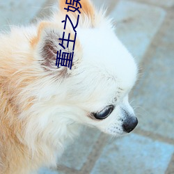 重生之娱乐风暴