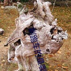 刷跑车的是哪个直播平台 （偏题）