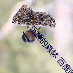 沉睡的森林 百度网盘 （嘴头）