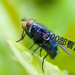 歐美300部看黃禁用