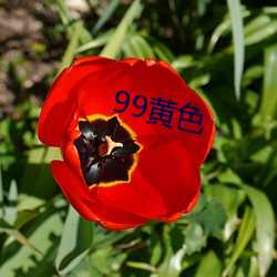 99黄色