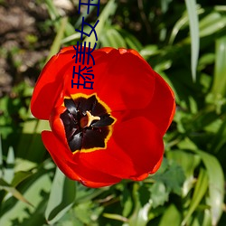 舔美女玉足 （指甲花）