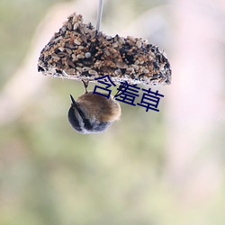 含羞草