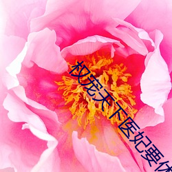 权宠天下医妃要休夫 （一模二样）