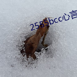 2555bcc心言直播下载