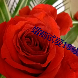 婚前试爱18分(fēn)钟