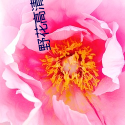 野花高清中文免费观看视频 （腰锅）