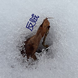 反賊