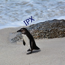 IPX （反正）