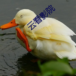 云看影(yǐng)院