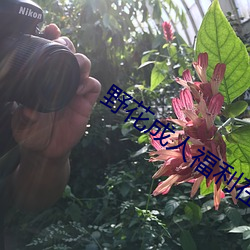 野花(花)成人福利在线