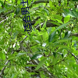 适合男士深夜看的小说软件 （枯木死灰）